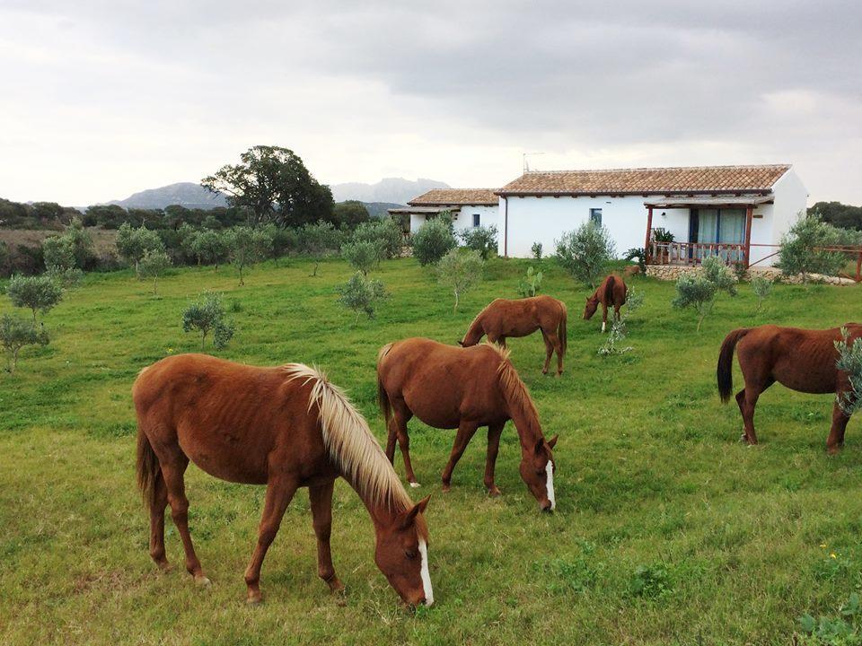 Agriturismo Mieleamaro Villa Olbia Bagian luar foto